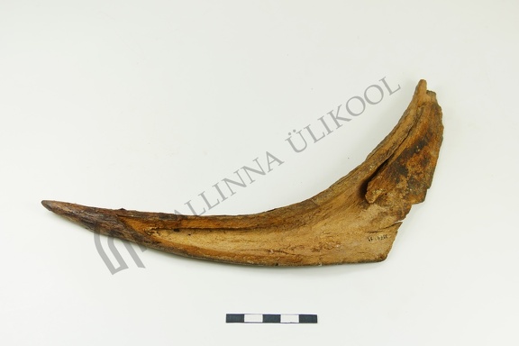 AI-3974:11 Tamula asula, tootmisjääk (f. Mari-Liis Posti)